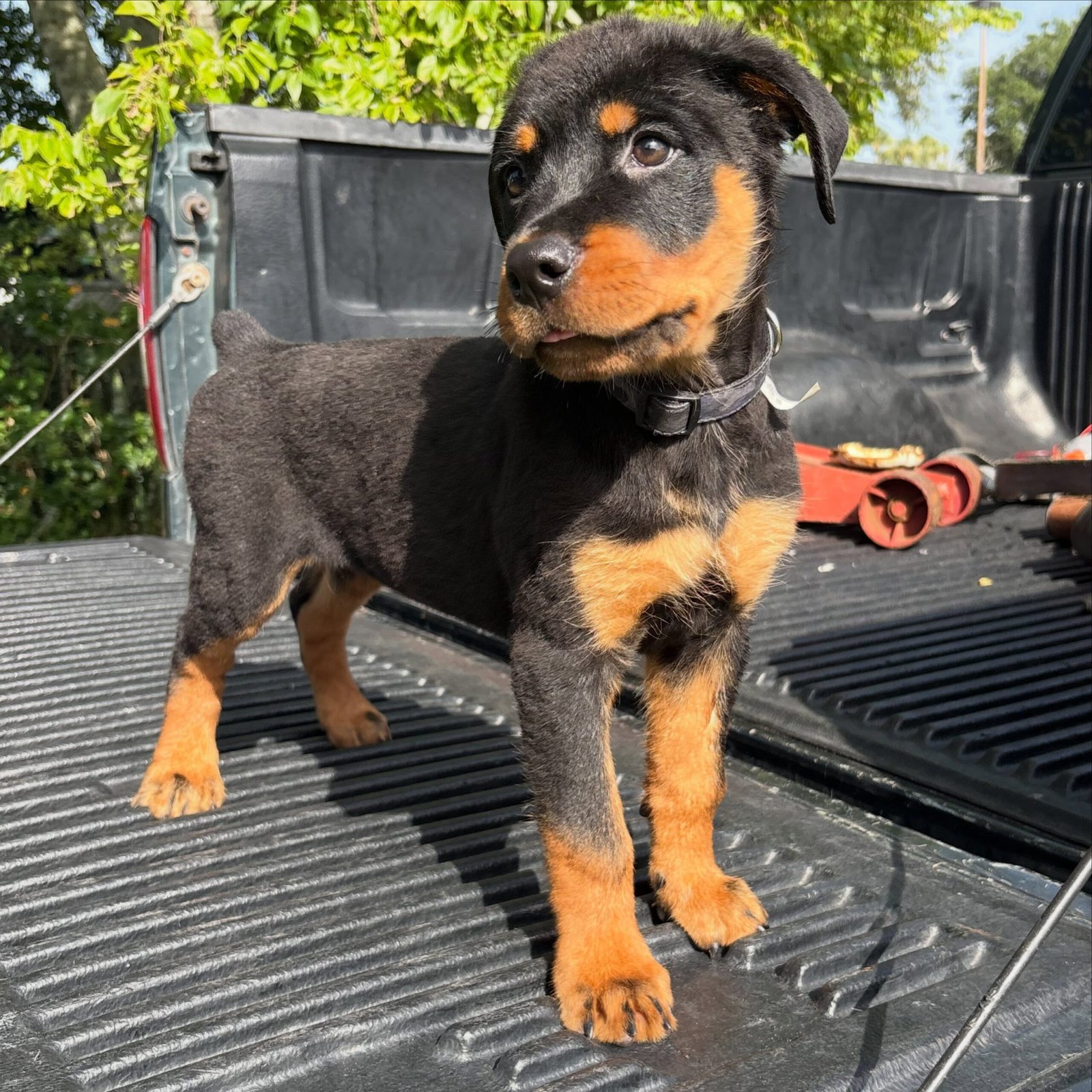 piper
