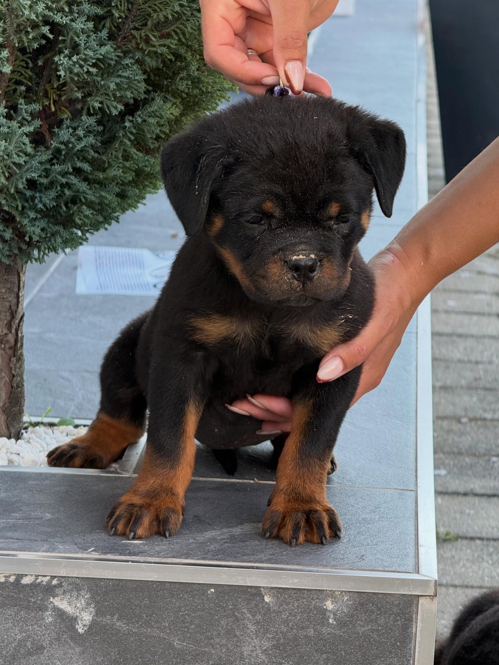Rex