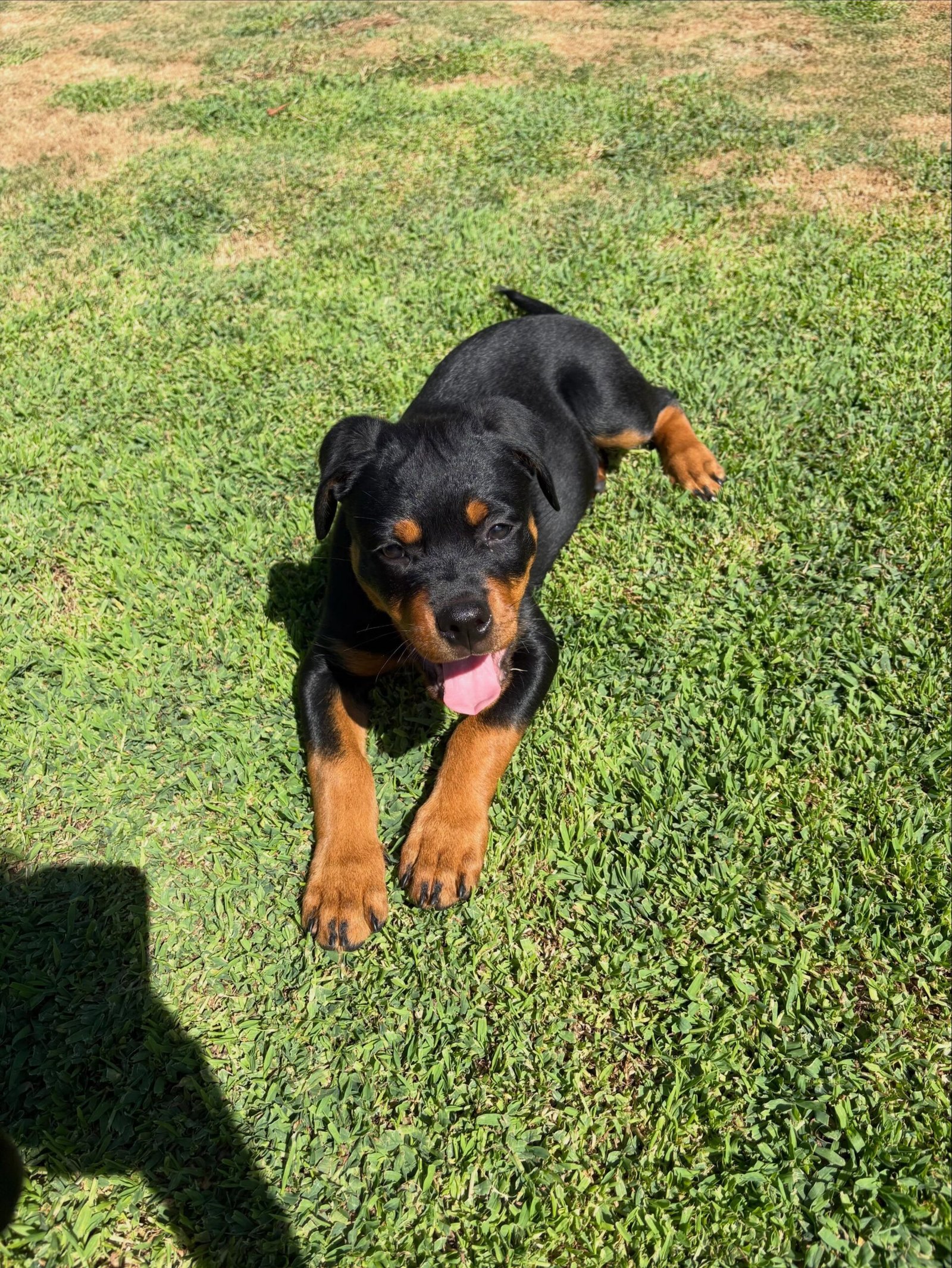 Cooper