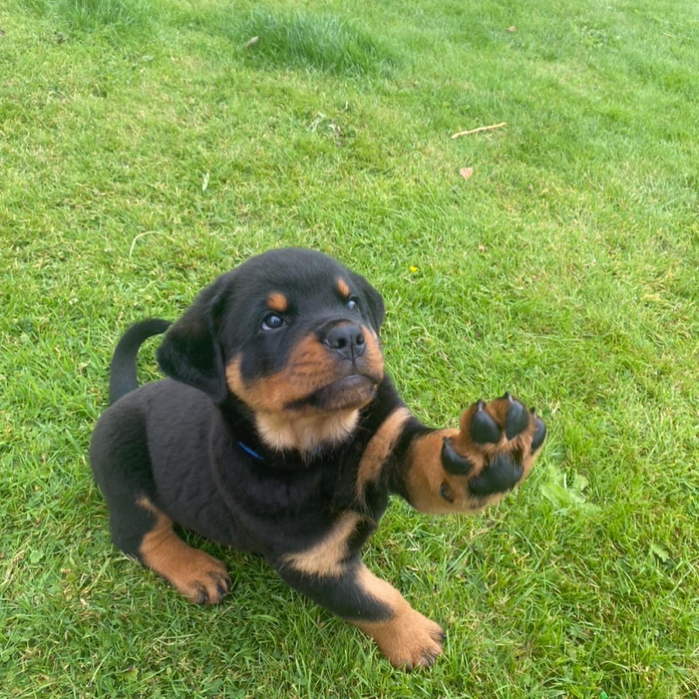 Zeus