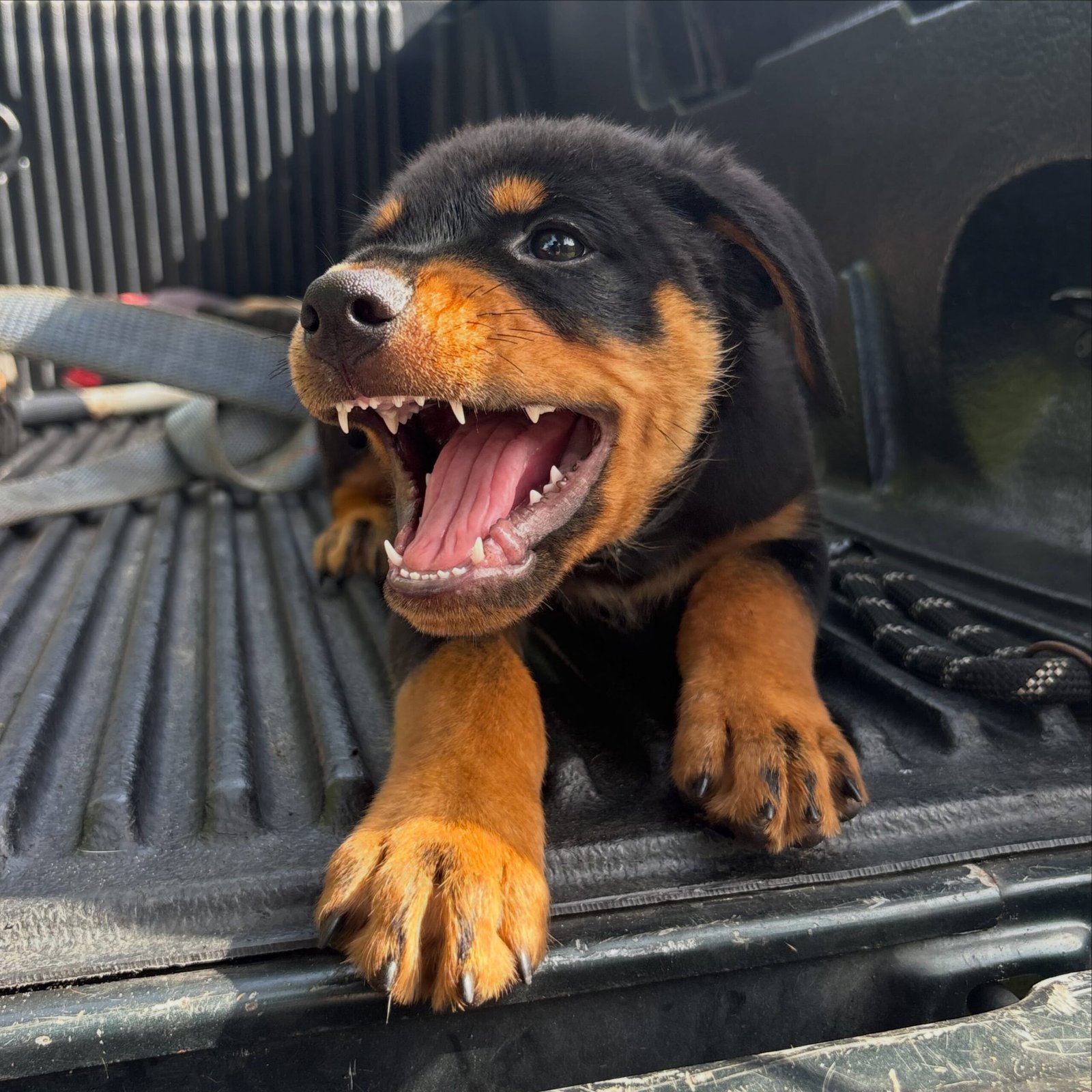 piper