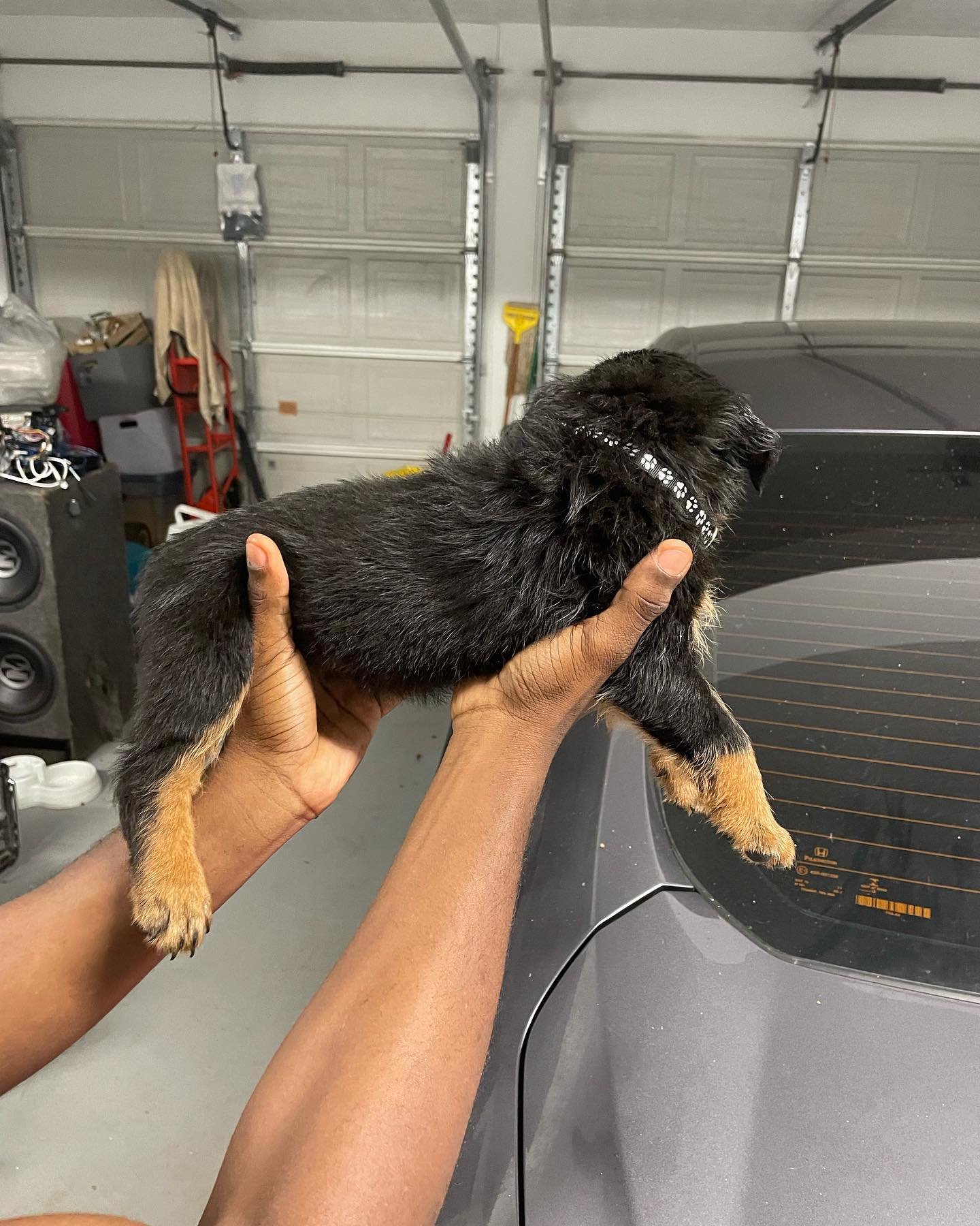 find rottweiler puppies for sale near you