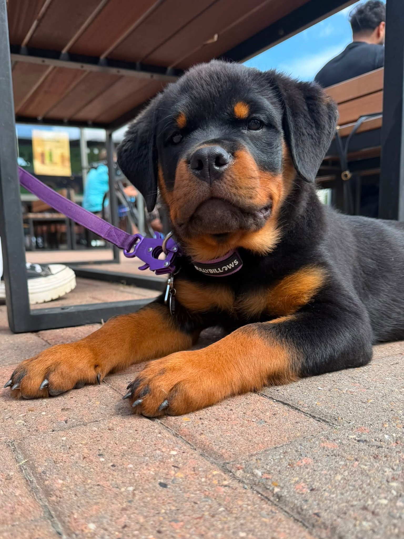 Teddy