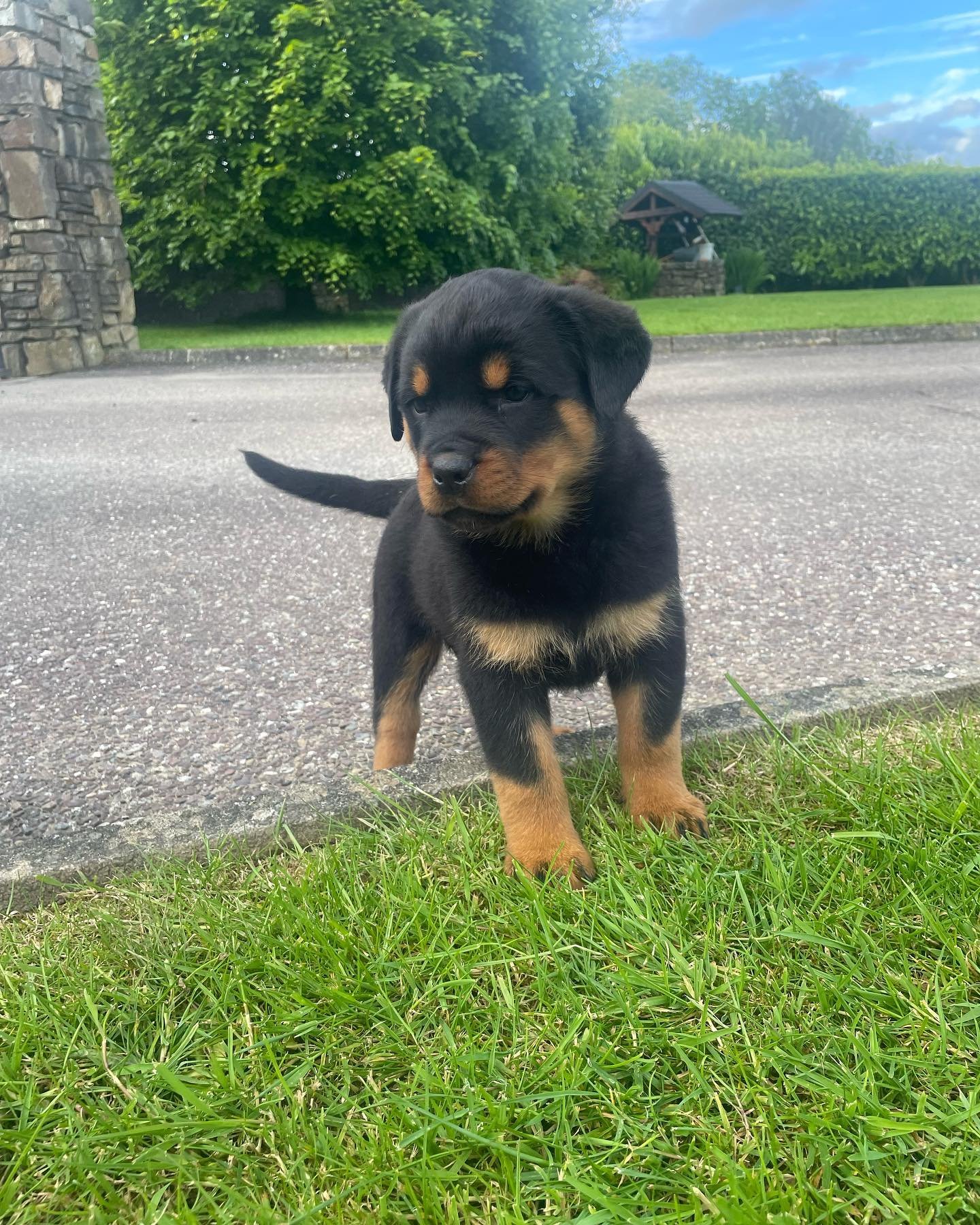 Penny