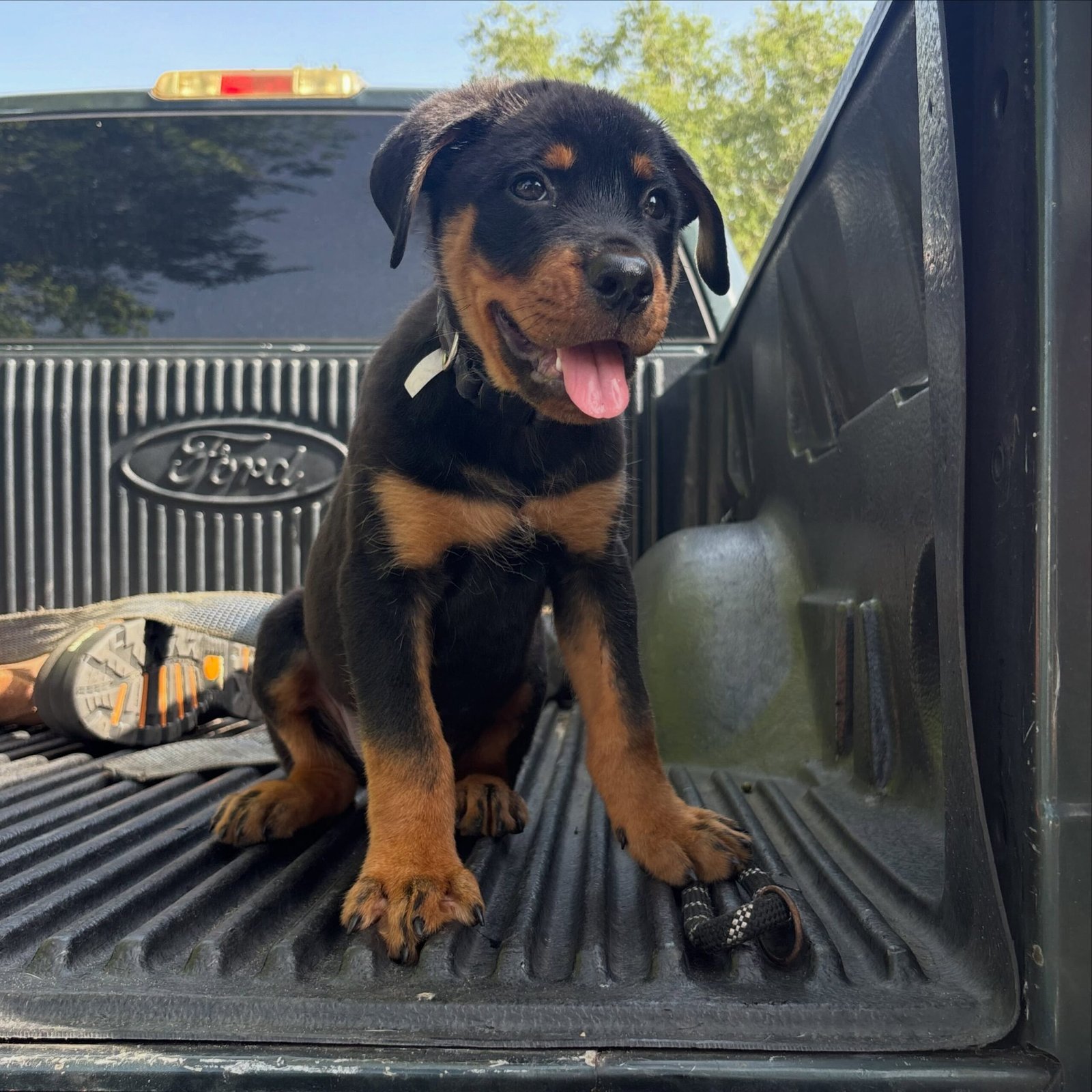 piper
