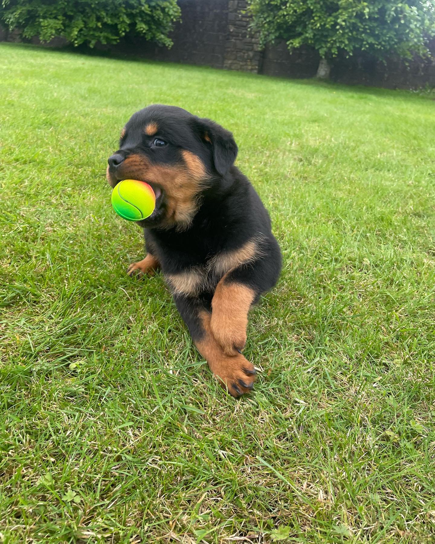 Penny
