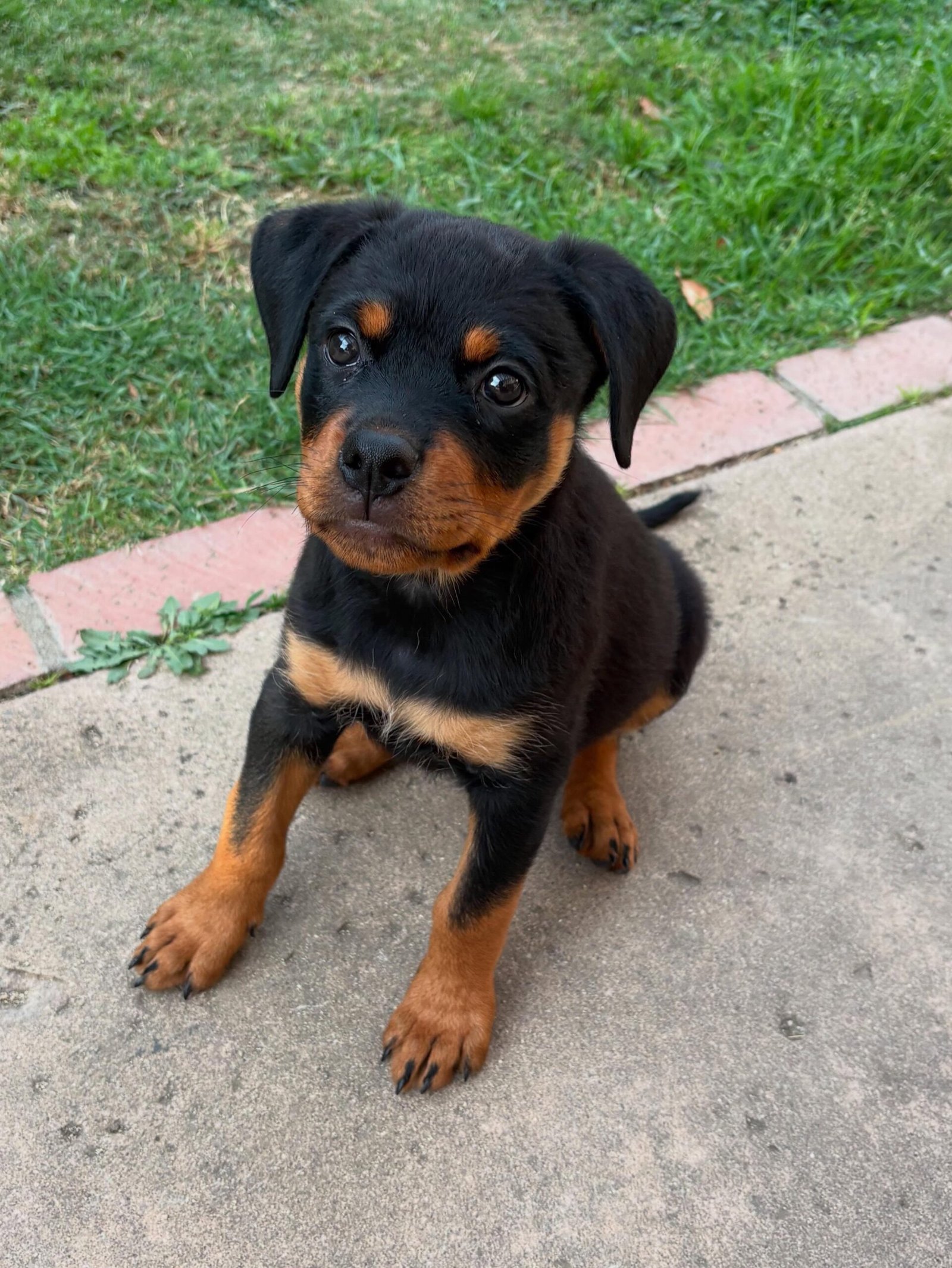 Cooper
