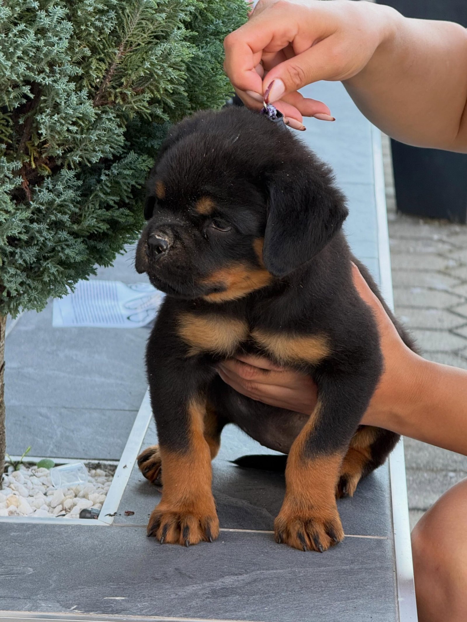 Rex