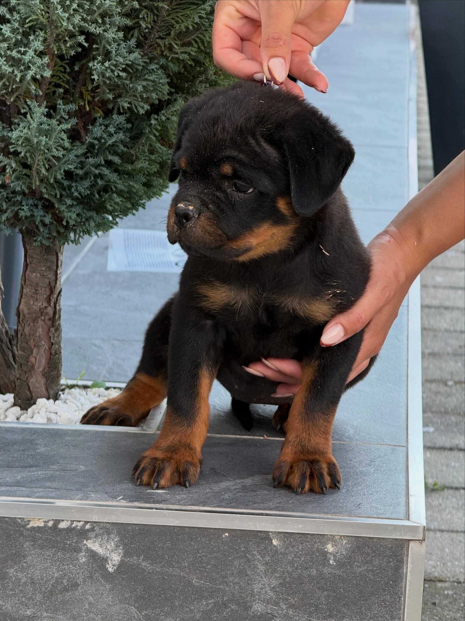 Rex