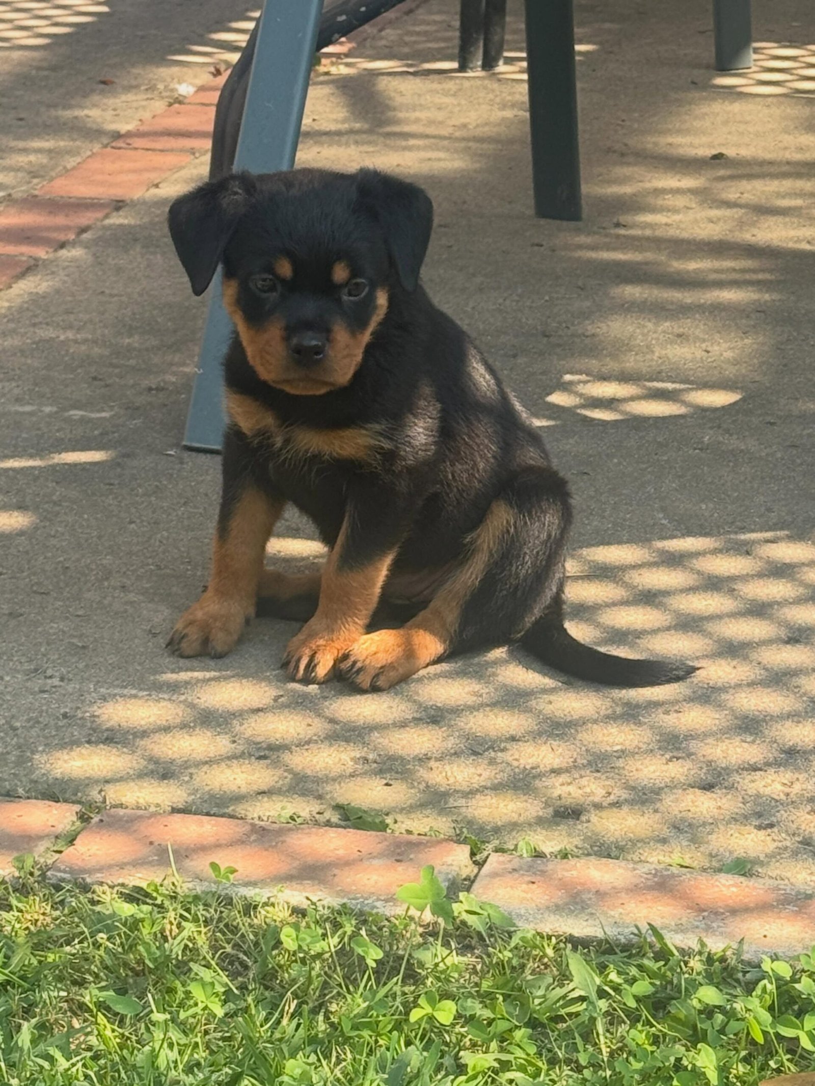 Cooper