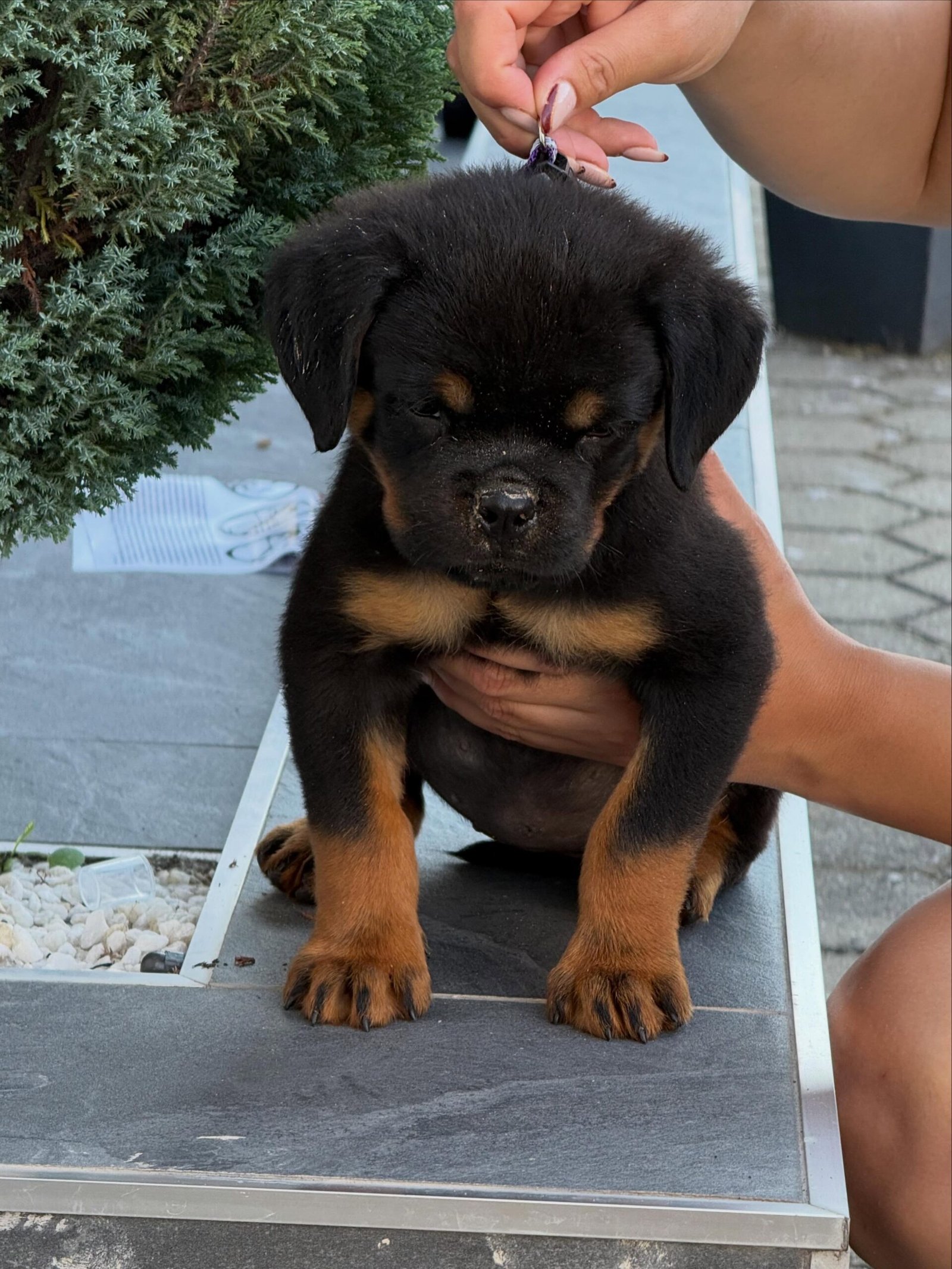 Rex