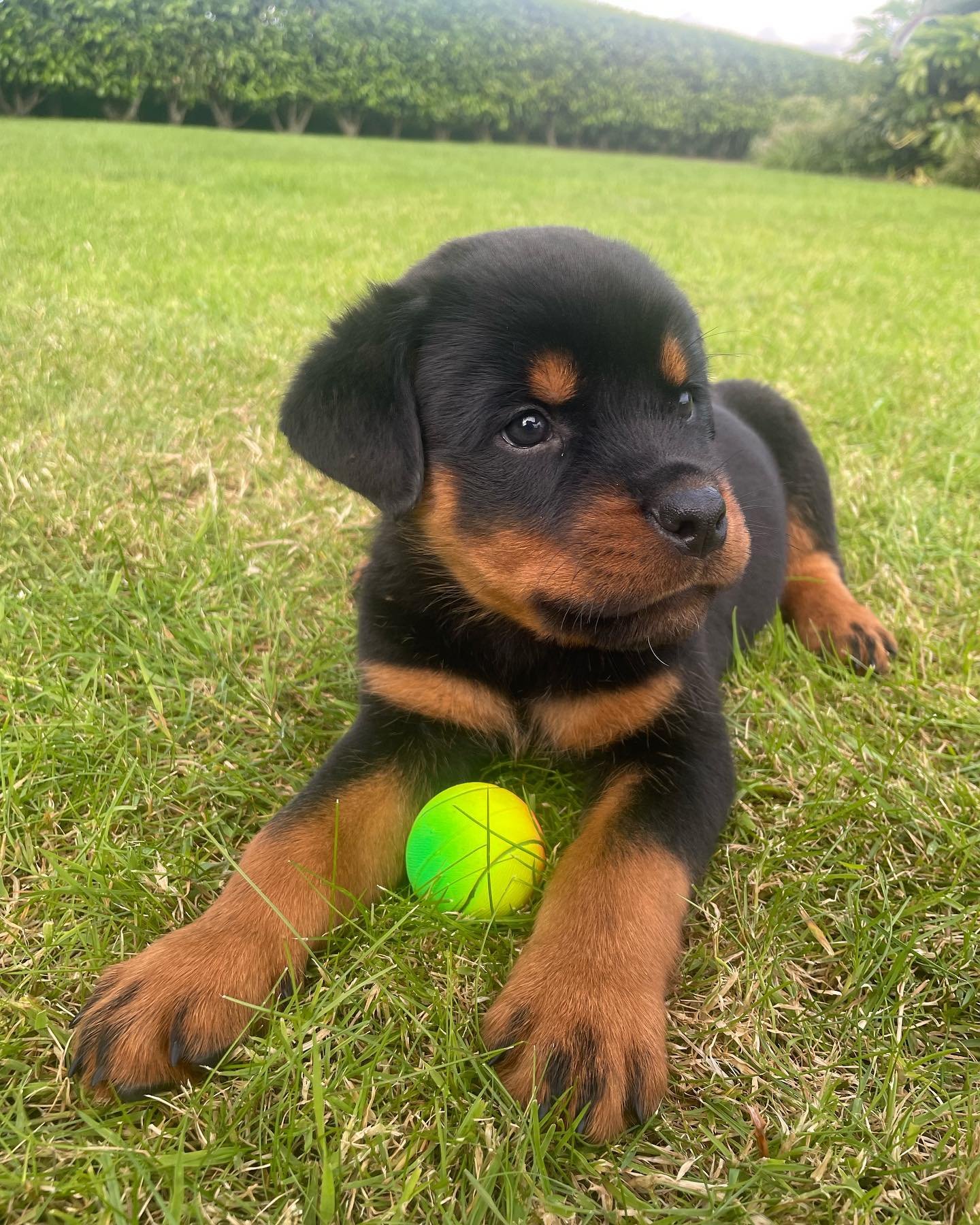 Penny