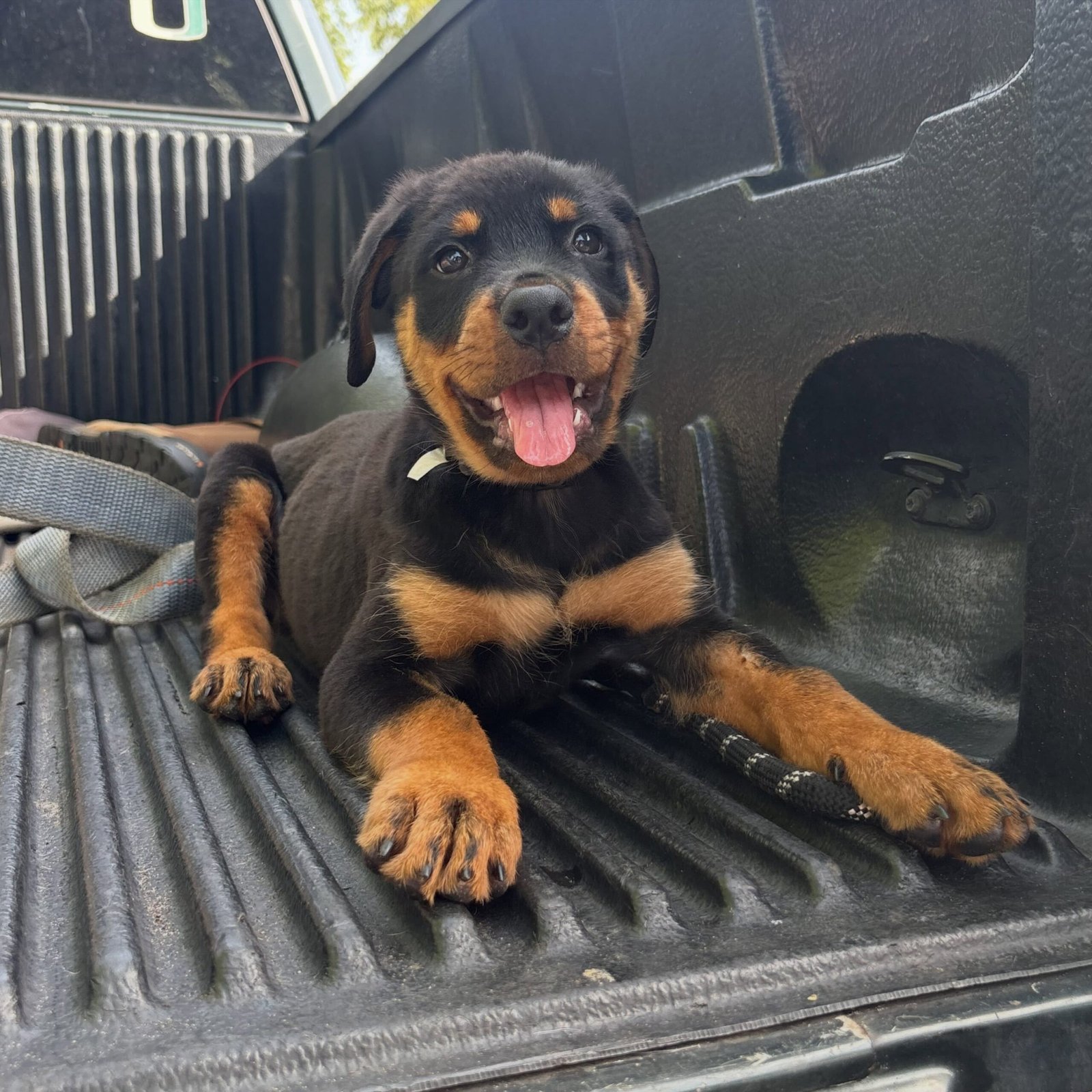 piper