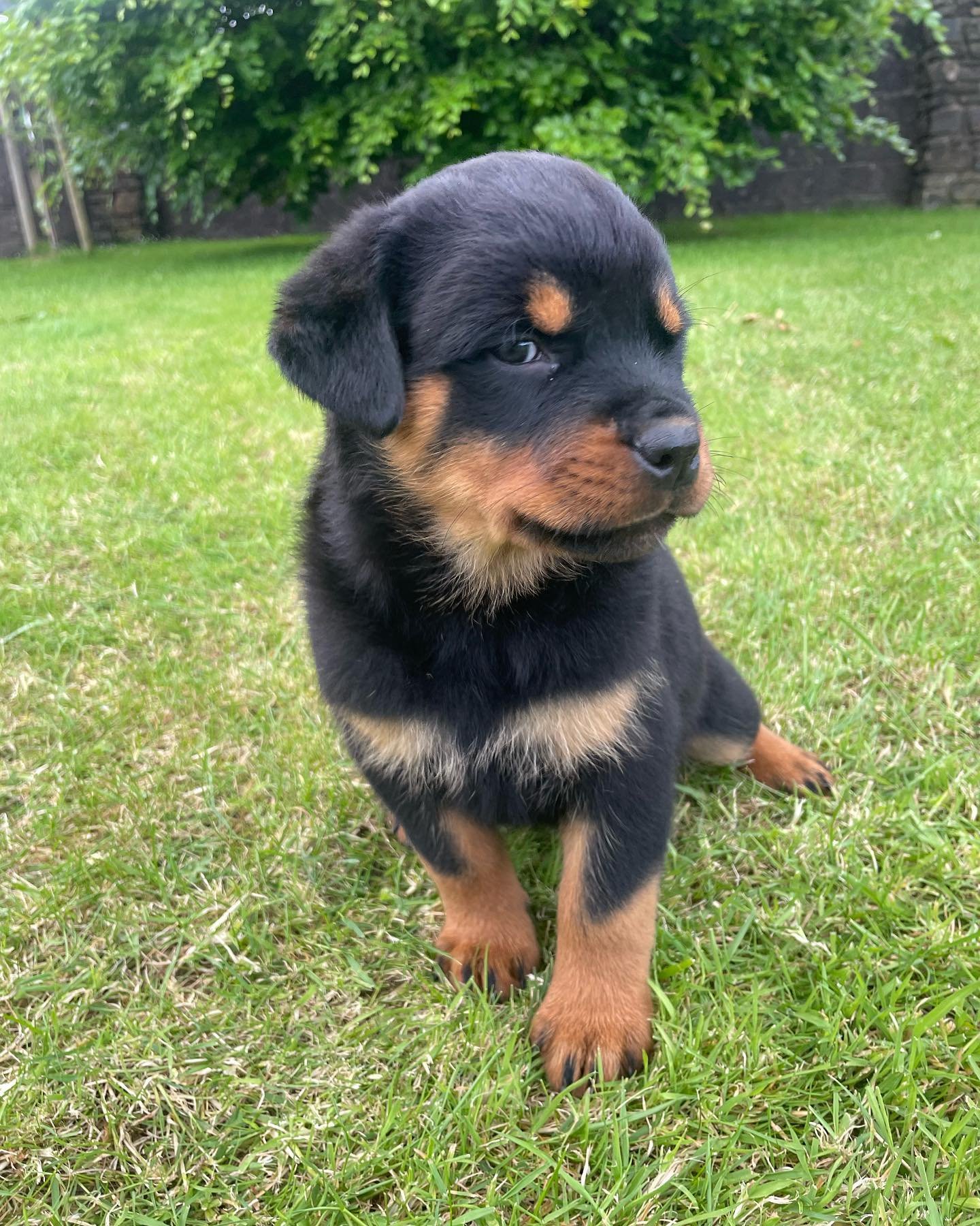 Penny