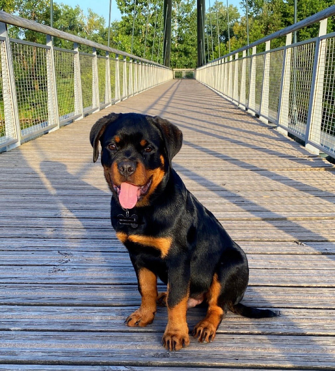 german rottweiler puppies for sale near you - Rottweiler Puppy in Orlando, Florida