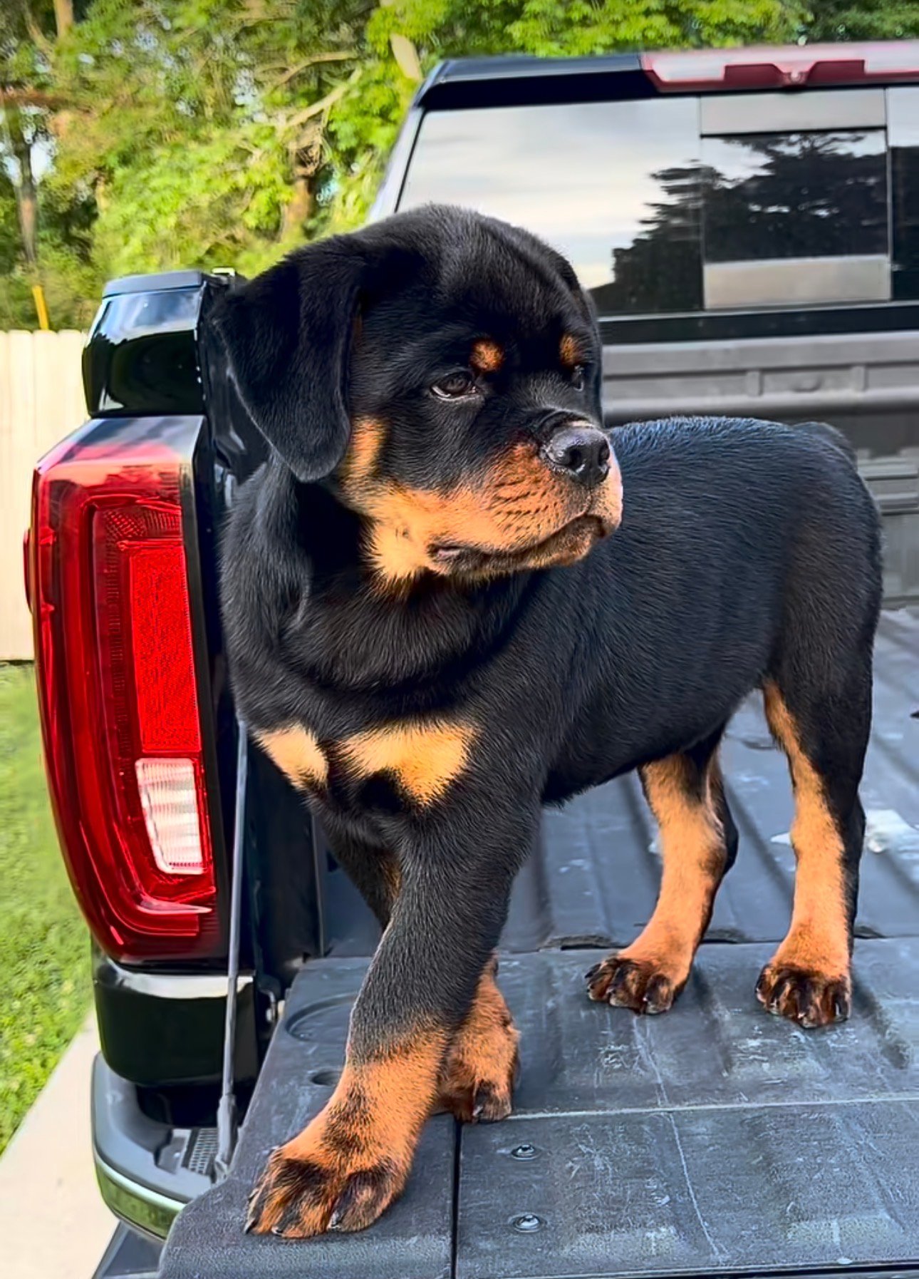 German rottweiler puppies for sale near you - Rottweiler Puppy in Orlando, Florida
