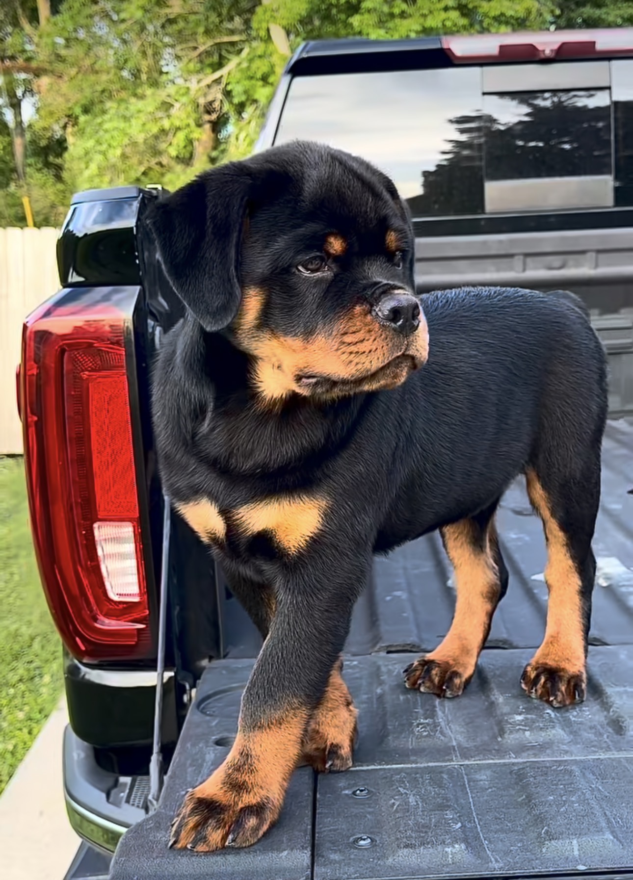 Rottweiler puppies for adoption