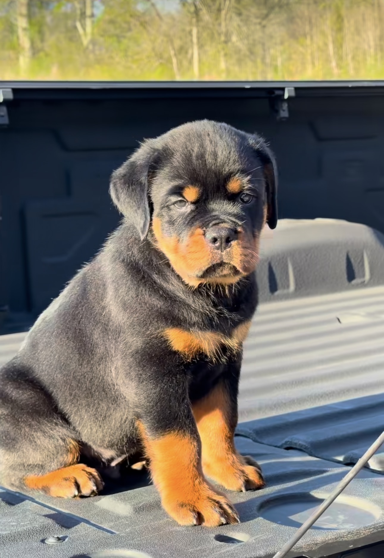 Rottweiler puppies for adoption