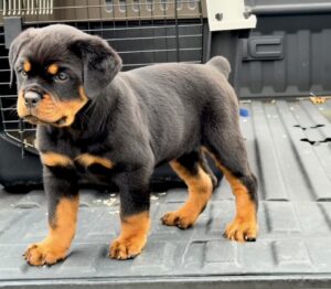 Reserve a rottweiler puppy