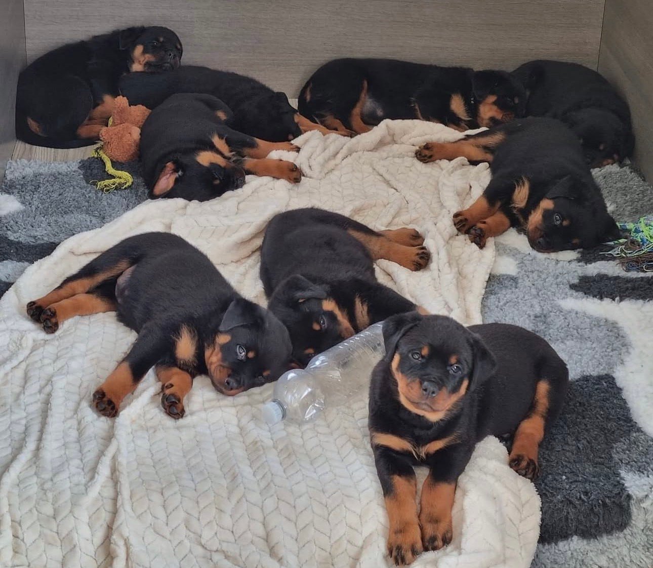 Akc rottweiler breeder - Rottweiler Puppy in Miami, Florida