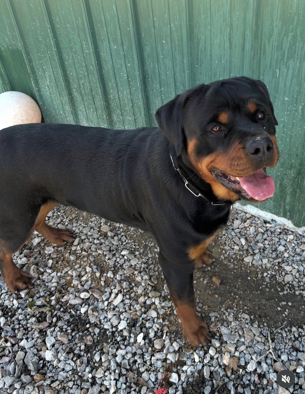 rottweiler puppies for sale - Rottweiler Puppy in Fort Lauderdale, Florida