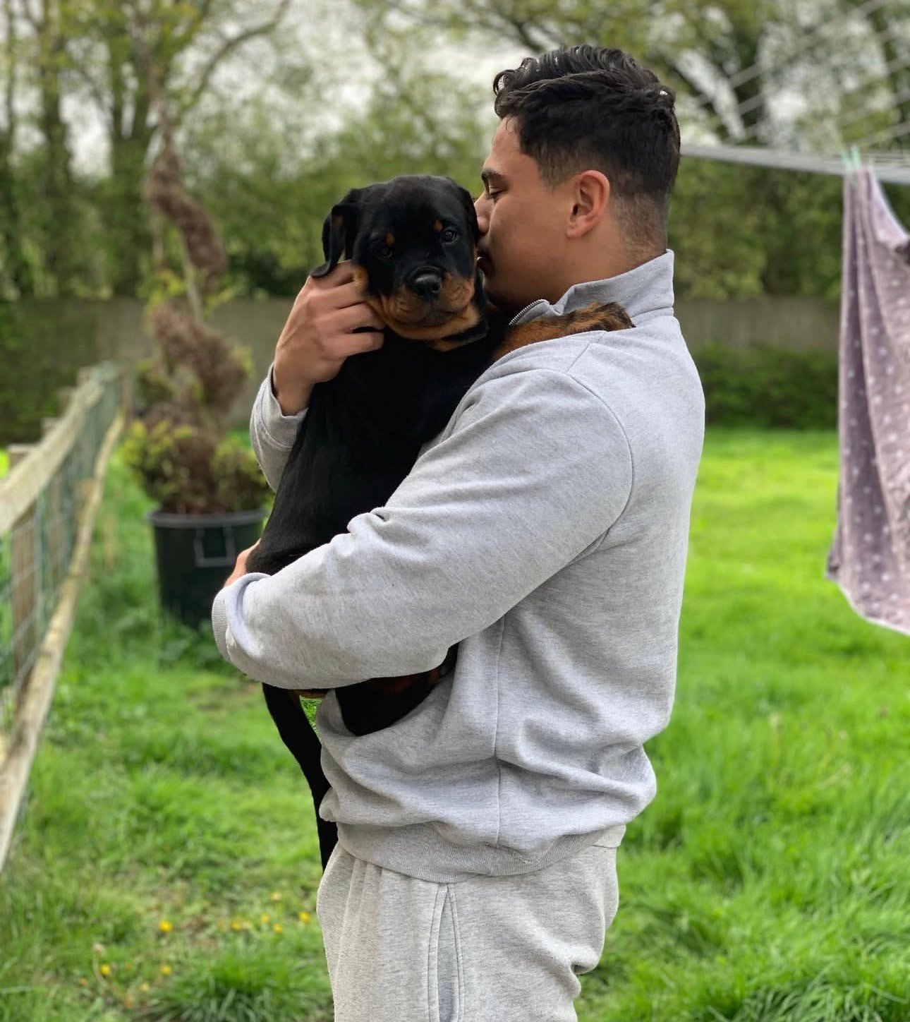 German rottweiler puppies for sale - Rottweiler Puppy in Tampa, Florida