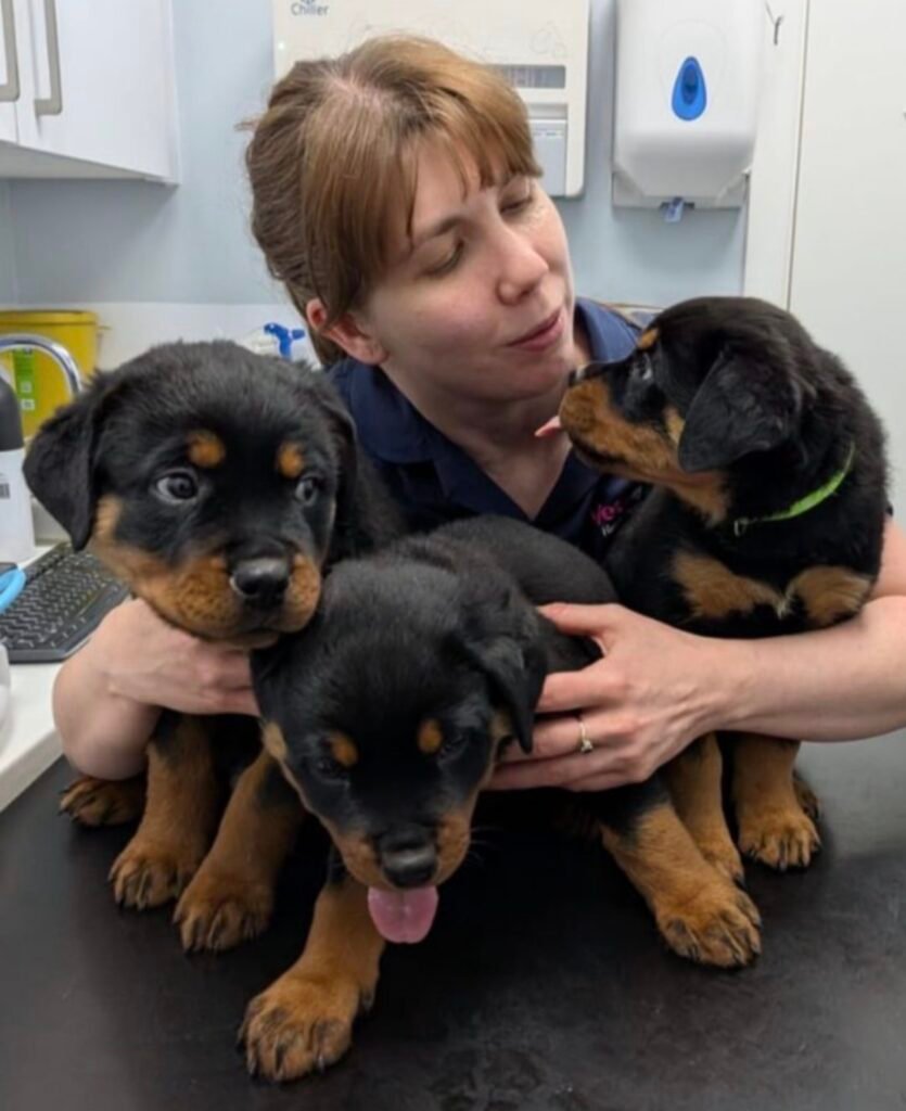 rottweiler puppies for sale - Rottweiler Puppy in Orlando, Florida