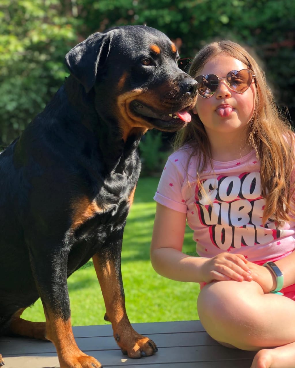 rottweiler puppies for adoption