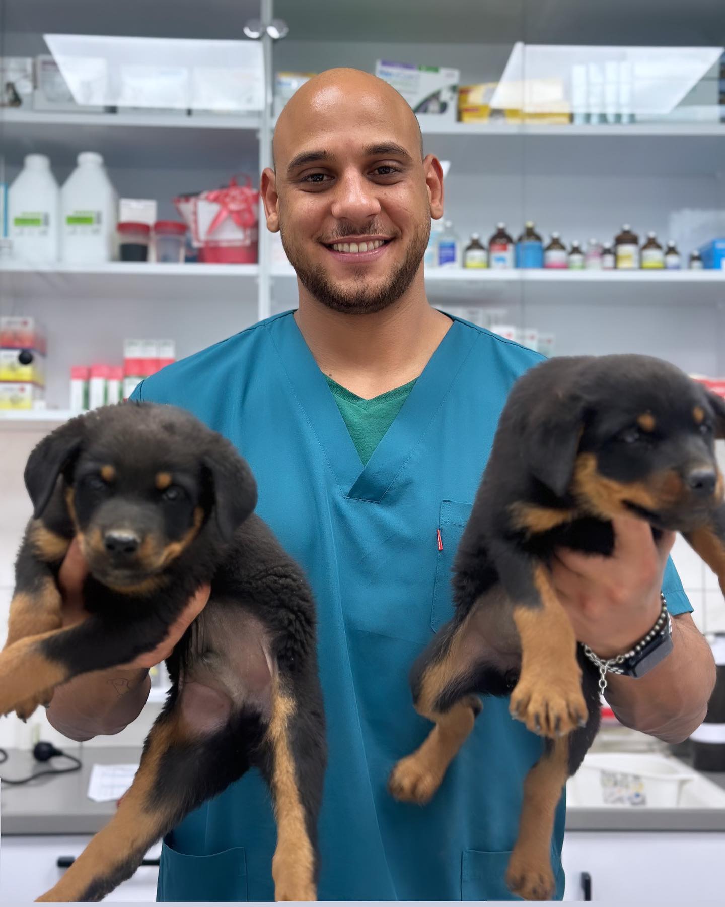 Top rated Rottweiler breeders