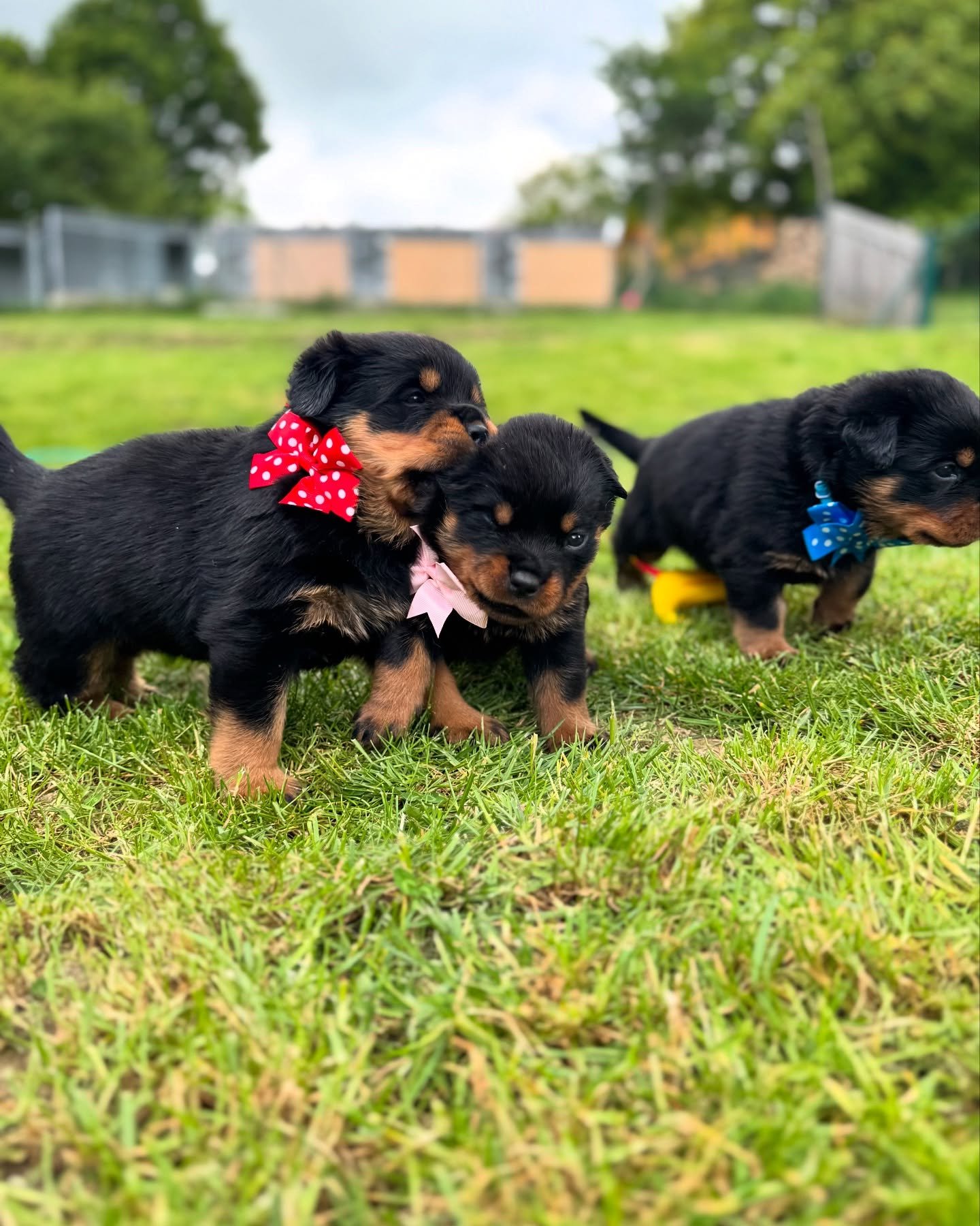 puppies