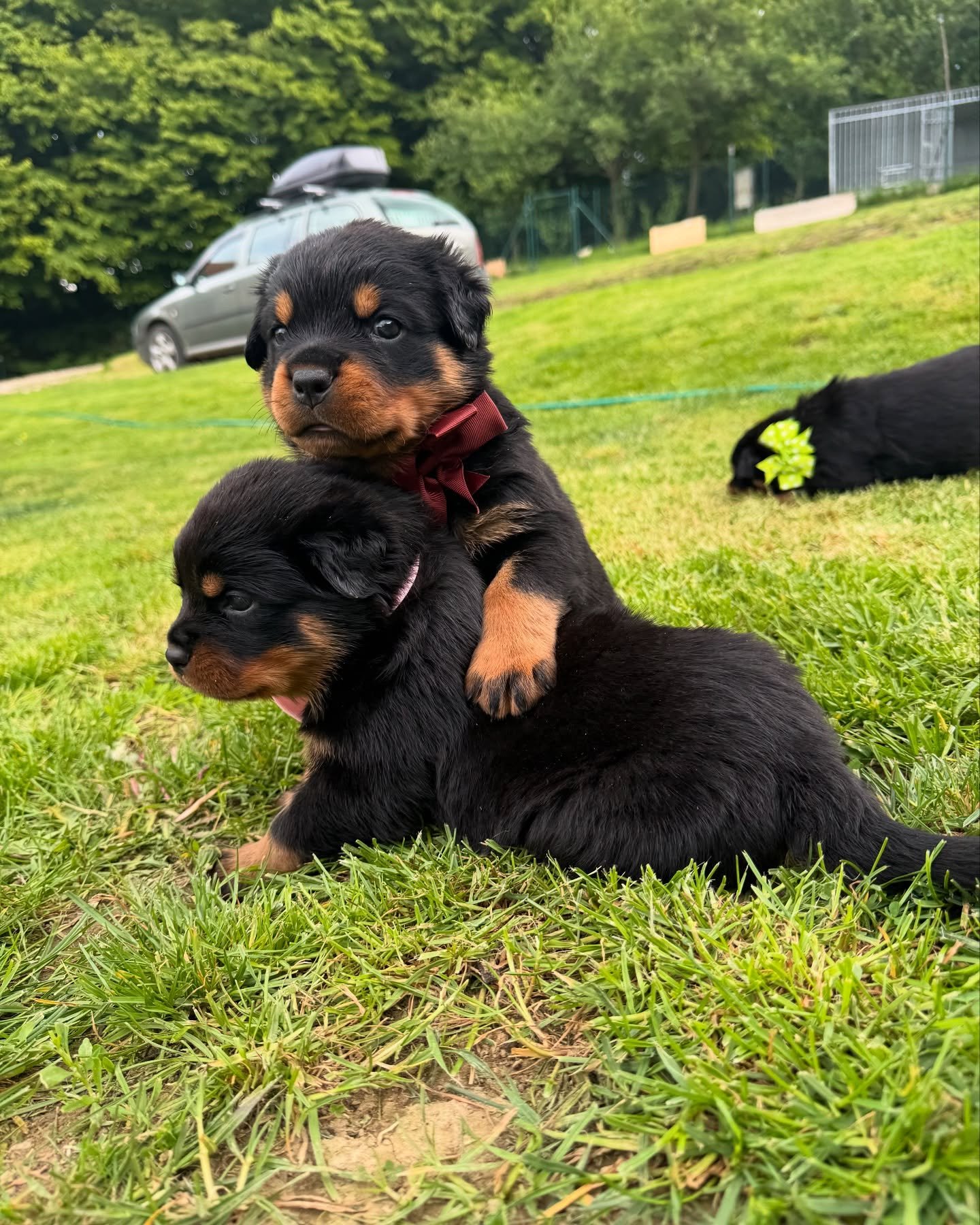 puppies