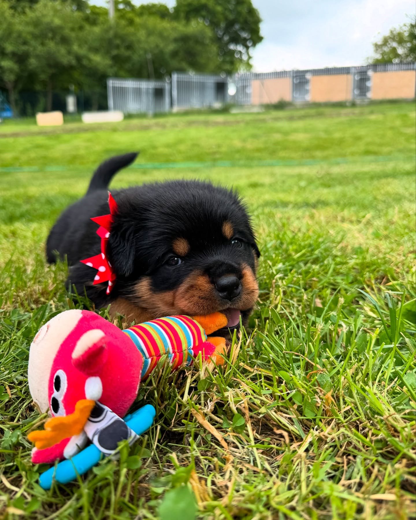 puppies