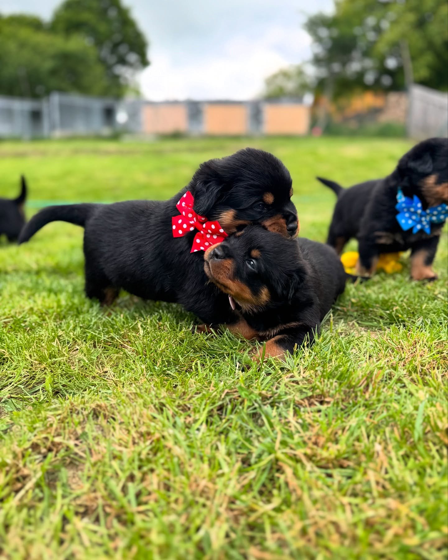 puppies