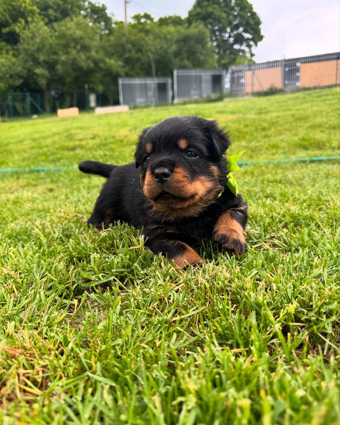 puppies