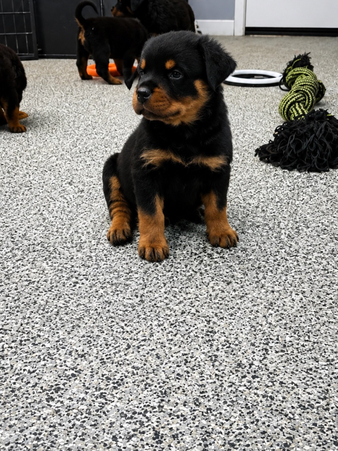 Maverick
