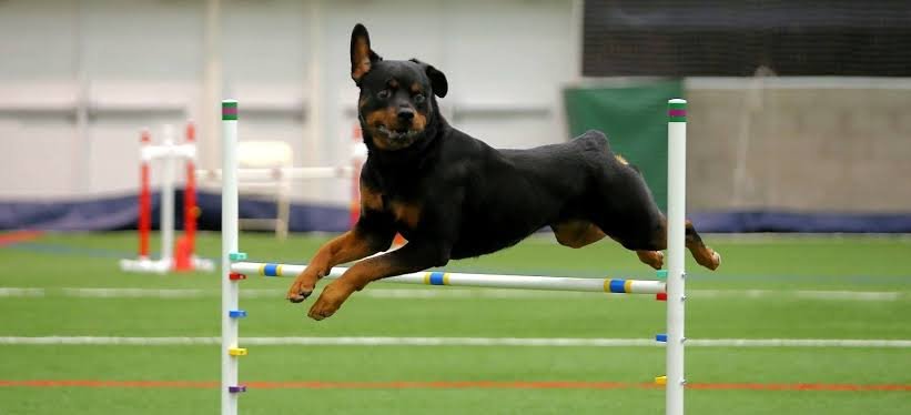 Akc rottweiler breeder - Rottweiler Puppy in Jacksonville, Florida