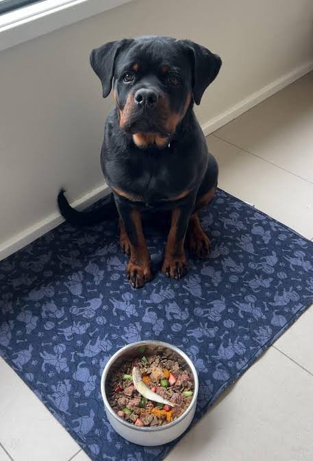 what to feed a rottweiler puppy