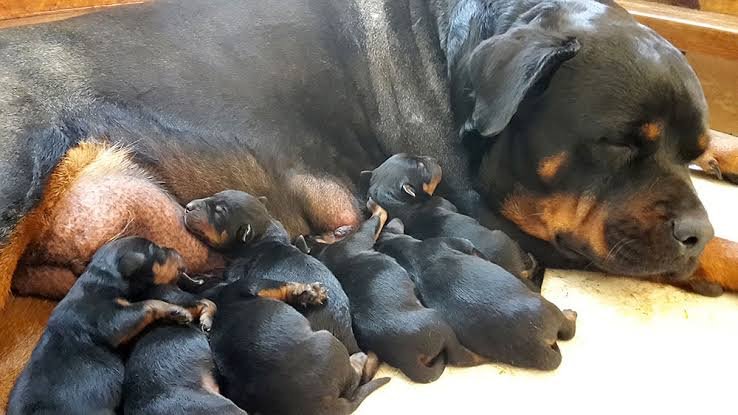 What Is OFA Certification for Rottweilers? Health Testing Every Buyer Should Know - Rottweiler Puppy in Fort Lauderdale, Florida