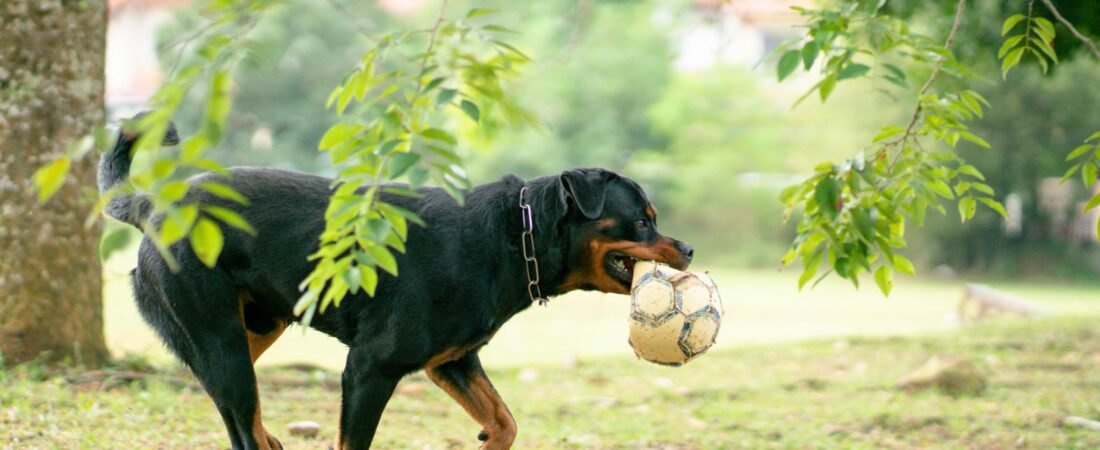 When Do Rottweilers Stop Growing? Weight, Size and Development Milestones from Puppy to Adult - Rottweiler Puppy in Miami, Florida