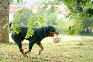 Rottweiler dog running and biting a ball in the park - Rottweiler Puppy in Miami, Florida