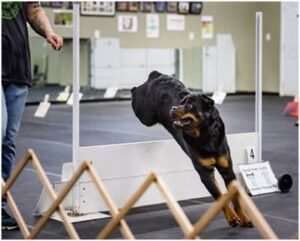 how to train a rottweiler puppy not to bite - Rottweiler Puppy in Jacksonville, Florida