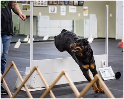 how to train a rottweiler puppy not to bite