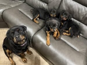 AKC Rottweiler puppy playing outdoors - Rottweiler Puppy in Tampa, Florida