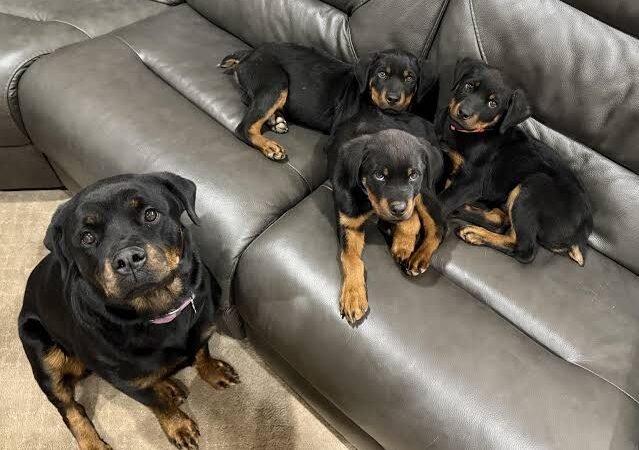 How to Train a Rottweiler Puppy Not to Bite: Complete Guide to an Obedient Adult - Rottweiler Puppy in Orlando, Florida