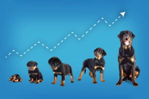 mini rottweiler puppies - Rottweiler Puppy in Tampa, Florida
