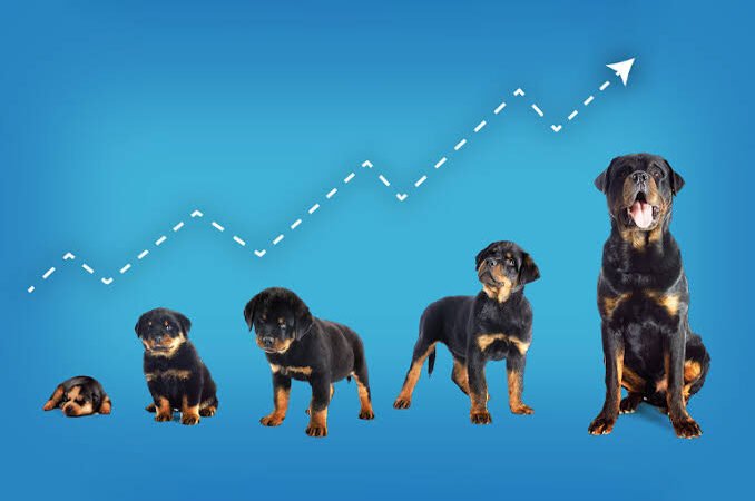 Rottweiler Puppy First Week Home Checklist: Complete New Owner Care and Training Guide - Rottweiler Puppy in Tampa, Florida