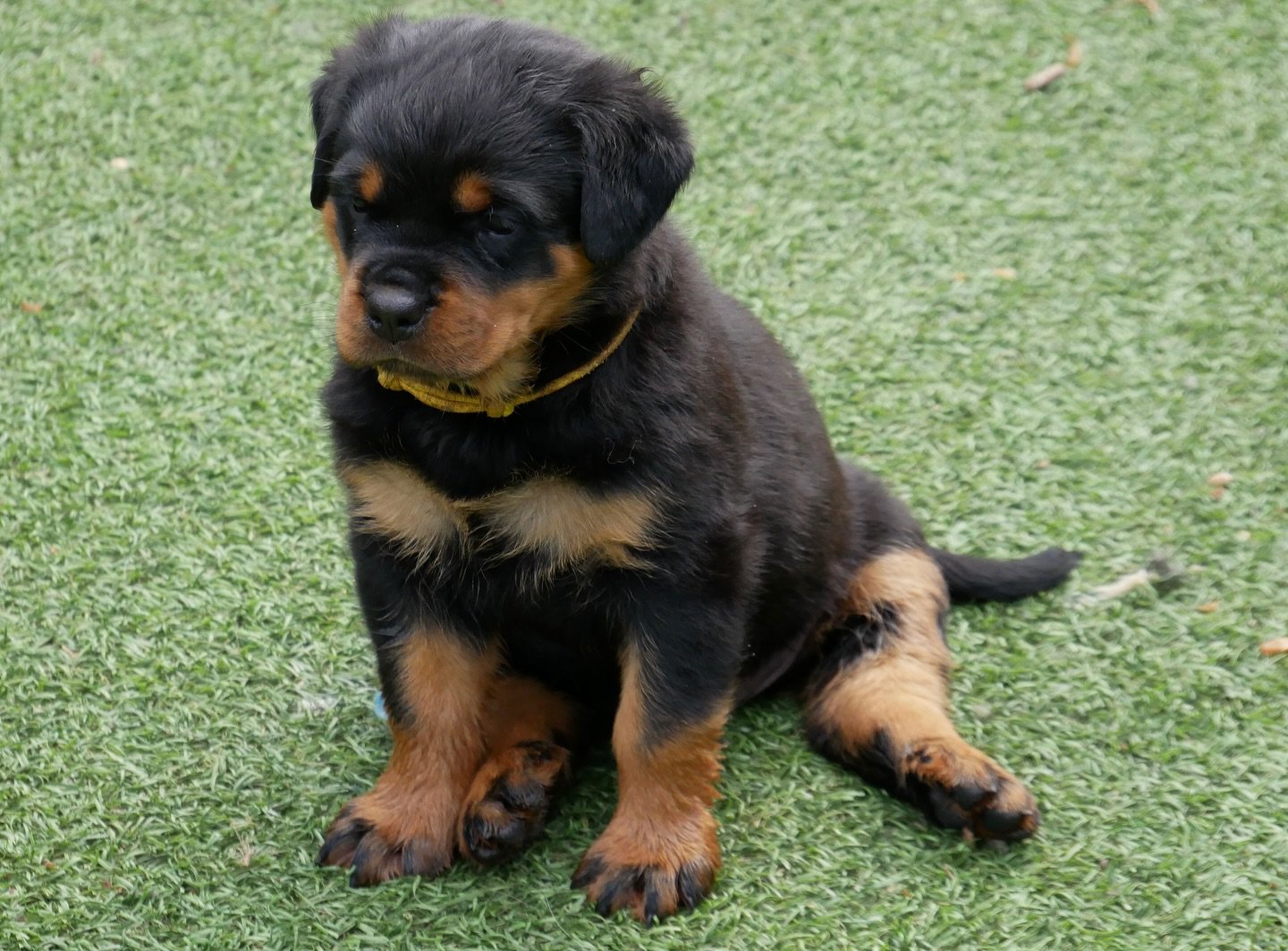 Duke