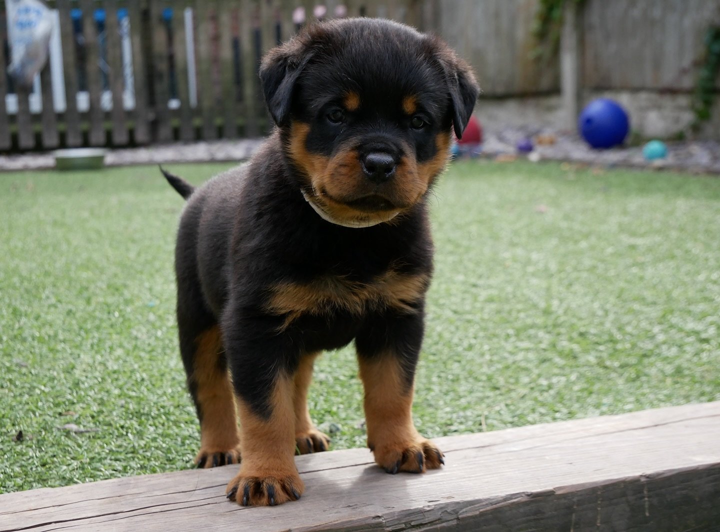 Baron