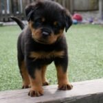 Find rottweiler puppies for sale near you - Rottweiler Puppy in Tampa, Florida