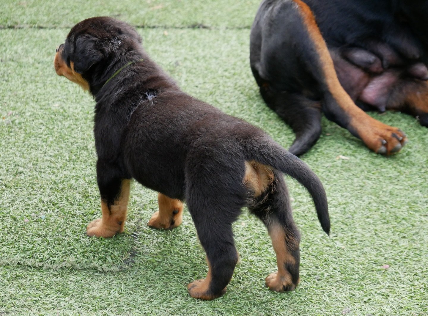 Duke